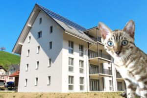 Leo der Leopard besichtigt eingerichtete solarbeheizte Wohnung